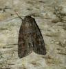 Polia bombycina